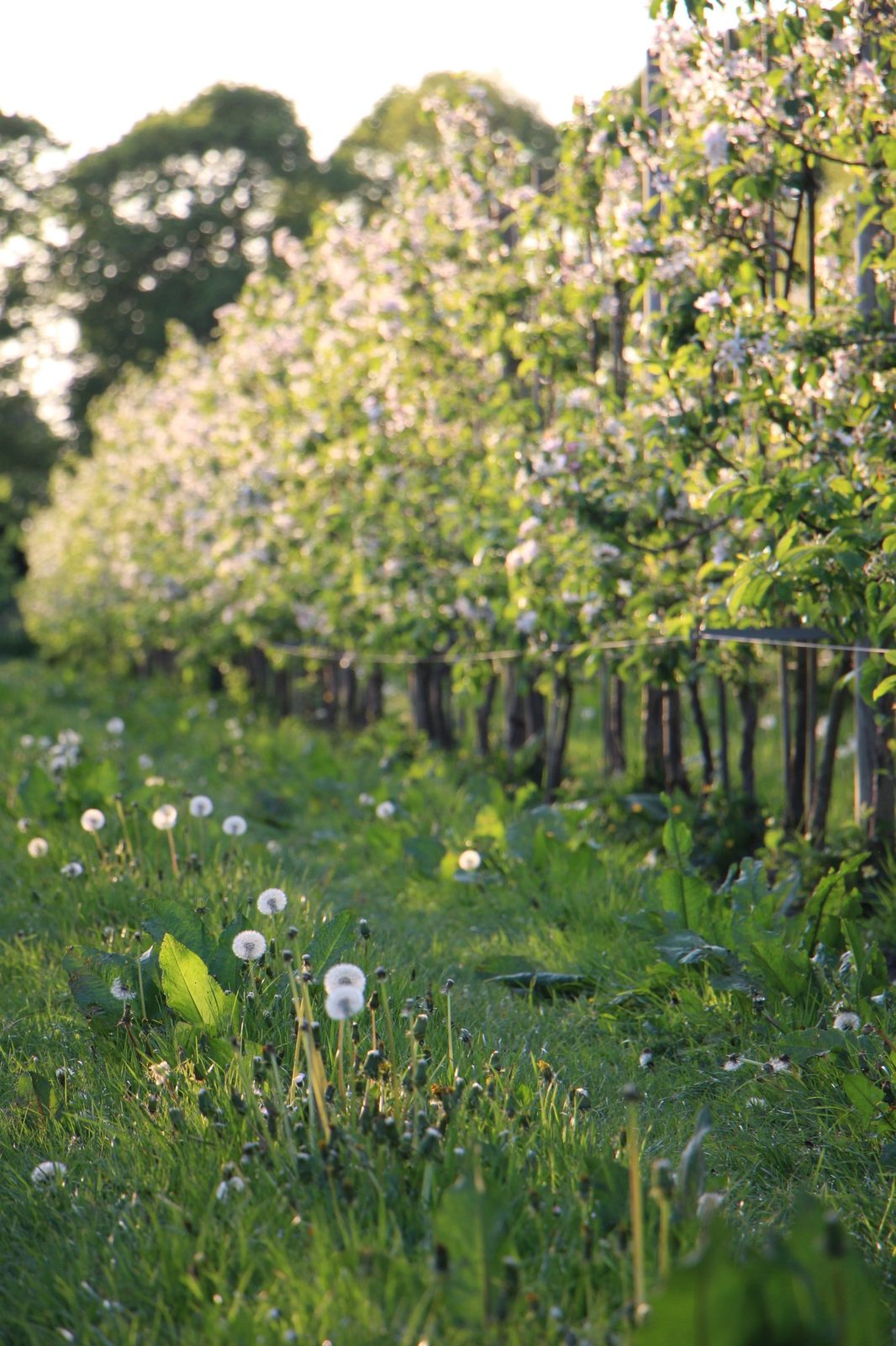 De boomgaard in bloei